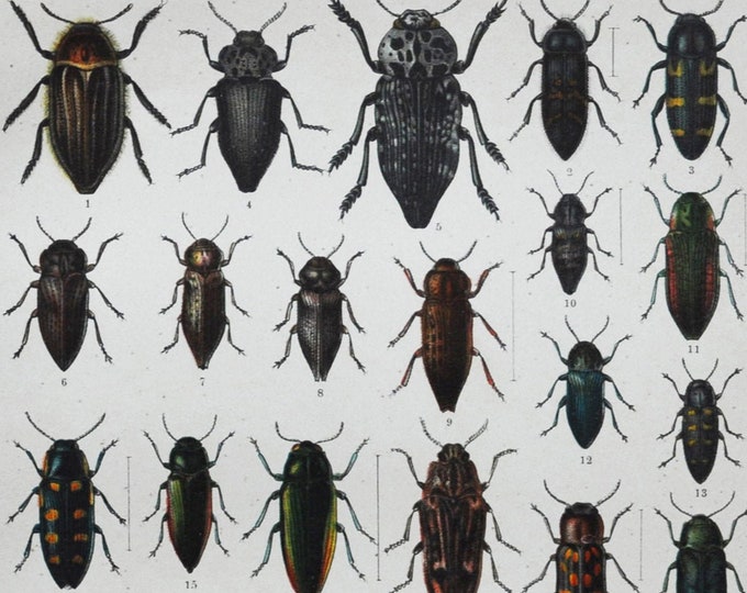 Beetles - Original Antique Insect Print - 1893 (julodis onopordi acmaeodera taeniata ptosima novemmaculata capnodis tenebrionis cariosa)