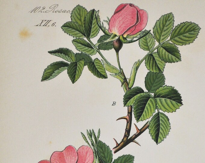 Small-Flowered Sweet Briar Print - Original Antique Botanical Print 1880s - Rosa micrantha (plant flower seed garden Rosaceae pink rose)
