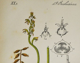 Northern Coralroot Orchid Print - Original Antique Botanical 1880s - Corallorhiza innata (plant flower Orchidaceae trifida early yellow)