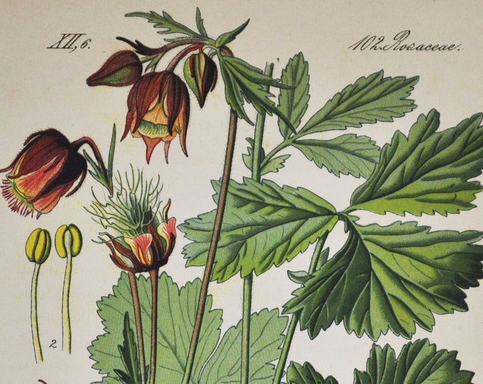 Water Avens Print - Original Antique Botanical Print 1880s - Geum rivale (plant flower seed garden europe purple drooping cure-all asia)