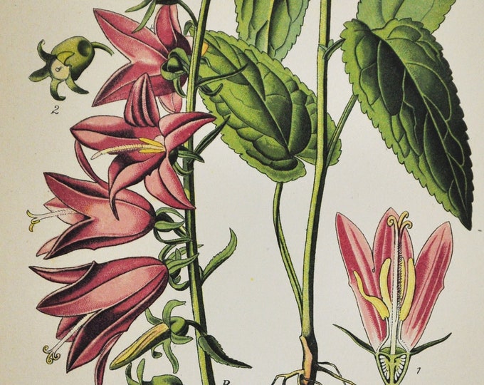 Creeping Bellflower Print - Original Antique Botanical Print 1880s - Campanula rapunculoides (plant flower seed rampion bluebell harebell)