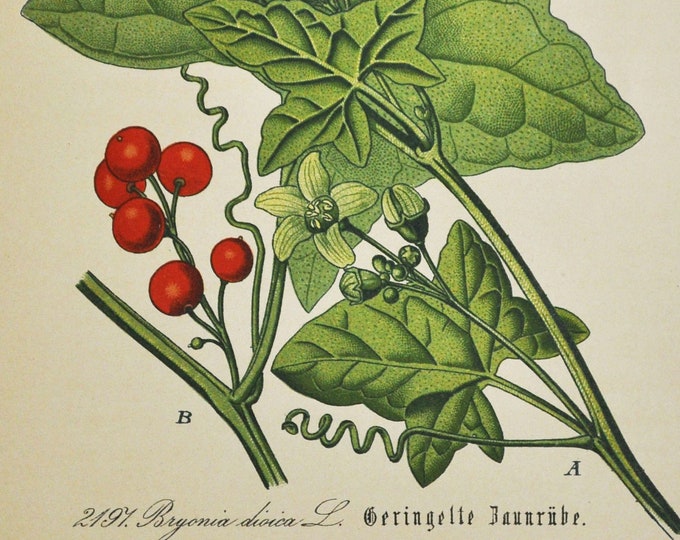 Red Bryony Print - Original Antique Botanical Print 1880s - Bryonia dioica (plant flower seed garden English mandrake ladies' seal white)