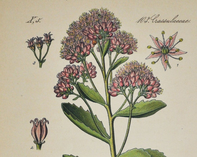 Purple Orpine Print - Original Antique Botanical Print 1880s - Sedum purpurascens (plant flower seed garden livelong Crassulaceae pink)