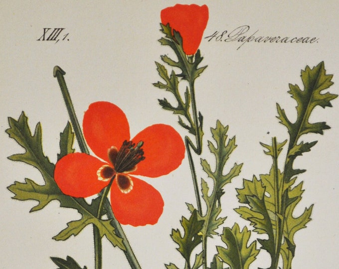 Red Horned-Poppy Print - Original Antique Botanical Print 1880s - Glaucium corniculatum (plant flower seed garden blackspot hornpoppy black)