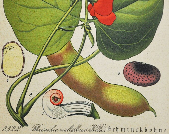 Runner Bean Print - Original Antique Botanical Print 1880s - Phaseolus multiflorus (plant flower seed scarlet multiflora butter red europe)