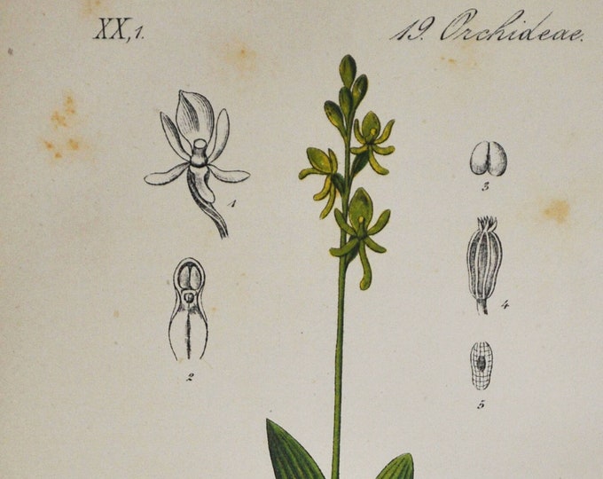 Yellow Widelip Orchid Print - Original Antique Botanical 1880s - Liparis loeselii (plant flower seed Orchidaceae bog twayblade fen europe)