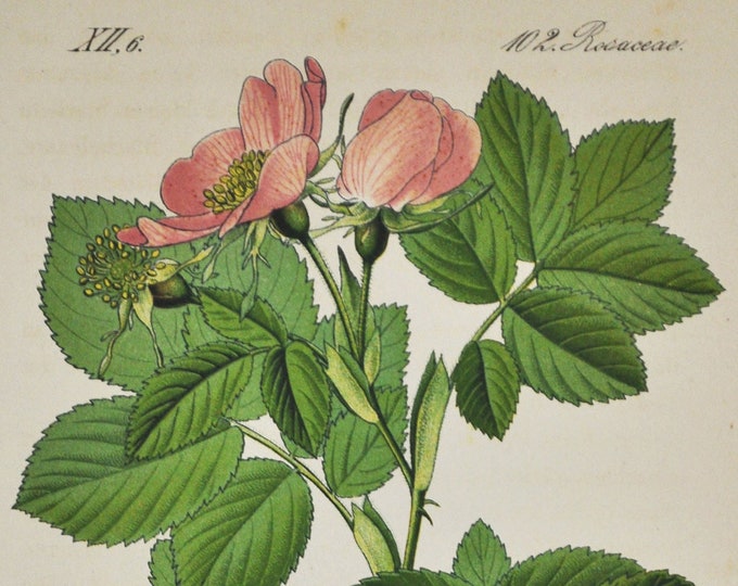 Harsh Downy-Rose Print - Original Antique Botanical Print 1880s - Rosa tomentosa (plant flower seed garden europe Rosaceae pink balkans)
