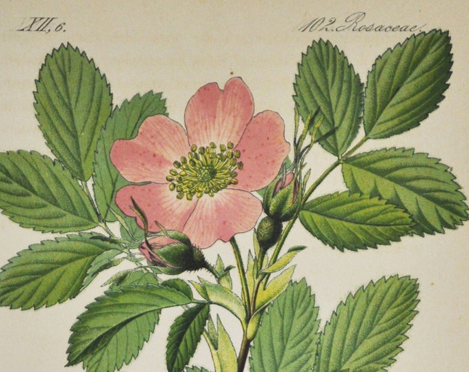 Apple Rose Print - Original Antique Botanical Print 1880s - Rosa villosa (plant flower seed garden europe Rosaceae pink mollis russia asia)