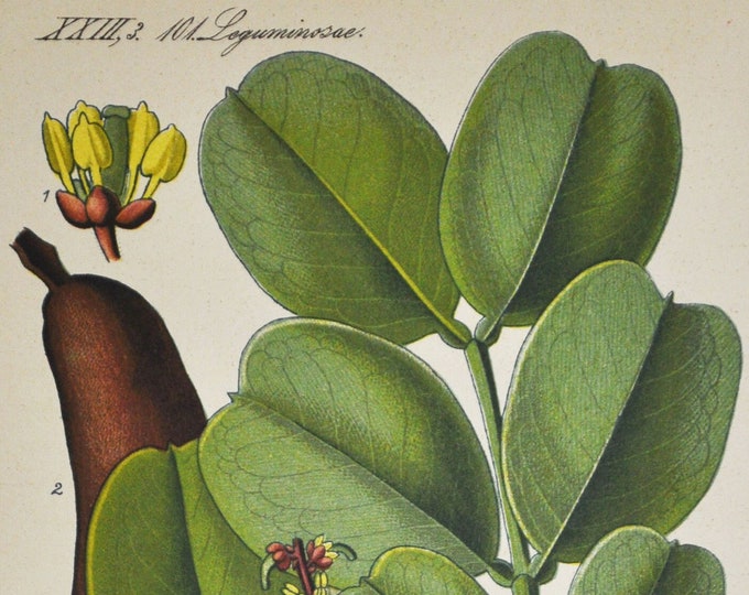 Carob Print - Original Antique Botanical Print 1880s - Ceratonia siliqua (plant flower seed garden europe tree shrub Mediterranean Fabales)