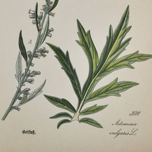 Beifuß Druck - Antiker botanischer Druck 1880s - Artemisia vulgaris (Beifußkraut, Beifußkraut)