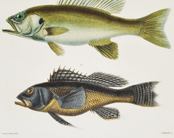 Black Sea Bass & Largemouth Bass (centropristes nigricans grystes) - Hand-colored Original Antique Fish Print - Cuvier engraving 1840s