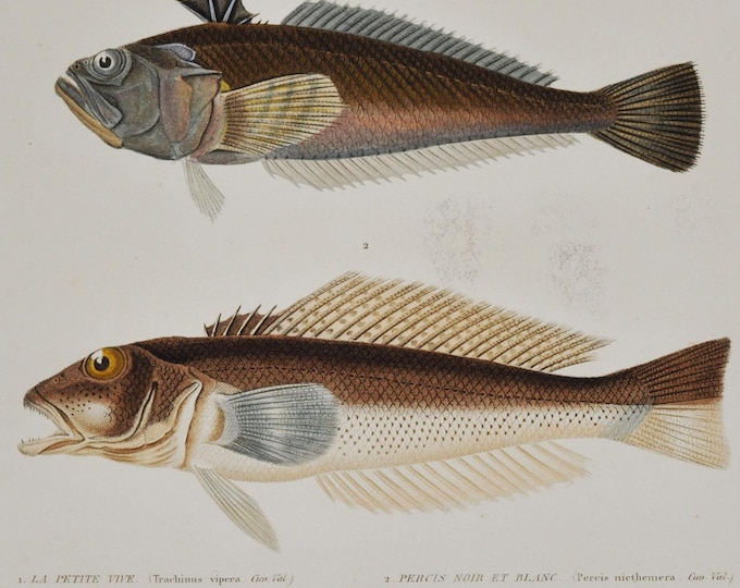 Lesser Weever & New Zealand Blue Cod - Hand-colored Original Antique Fish Print - Cuvier engraving 1840s