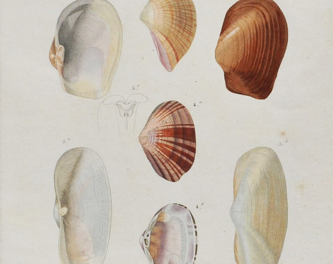 Anatina Truncata, Maetra Maculosa etc - Hand-colored Original Antique Fish Print - Orbigny engraving from 1849 (shellfish shell sea urchins)