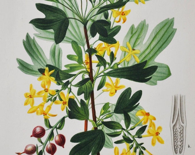 Golden Currant - Hand-colored Original Antique Botanical Print - Orbigny engraving from 1849 (ribes aureum yellow flower plant clove buffalo