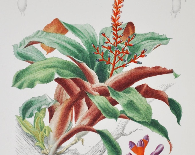Coralberry - Hand-colored Original Antique Botanical Print - Orbigny engraving 1849 (aechmea discolor bromeliad ornamental plant flower seed