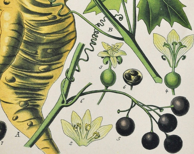 Wild Hop Print - Original Antique Botanical Print 1880s - Bryonia alba (plant flower seed garden bryony wild vine English mandrake tamus)