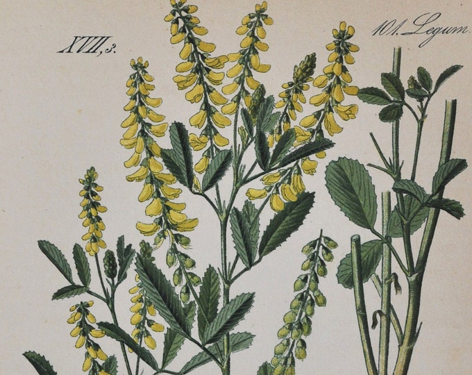 Melilot or Sweet Clover - Original Antique Botanical Print - Melilotus macrorrhizum - Fabaceae - 1880's - flower / plant / garden / coumarin