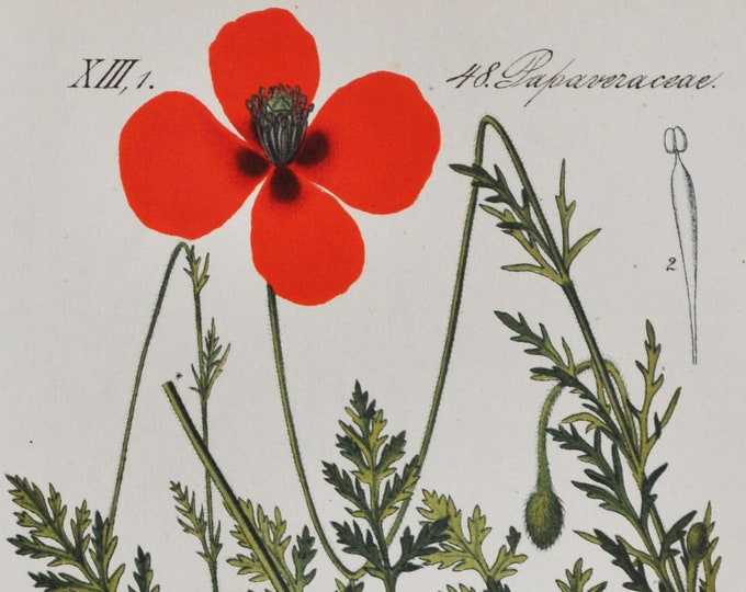 Prickly Poppy Print - Original Antique Botanical Print 1880s - Papaver argemone (plant flower seed garden red long pricklyhead pale europe)
