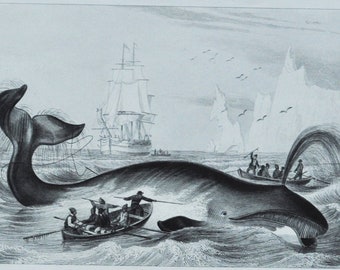 Whale - Hand-colored Original Antique Fish/Sea Life Print - Orbigny engraving from 1849 (north atlantic right baleine franche whaling hunt)