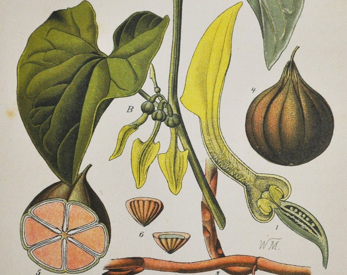 European Birthwort Print - Original Antique Botanical Print 1880s - Aristolochia clematitis (plant flower seed garden Aristolochiaceae)