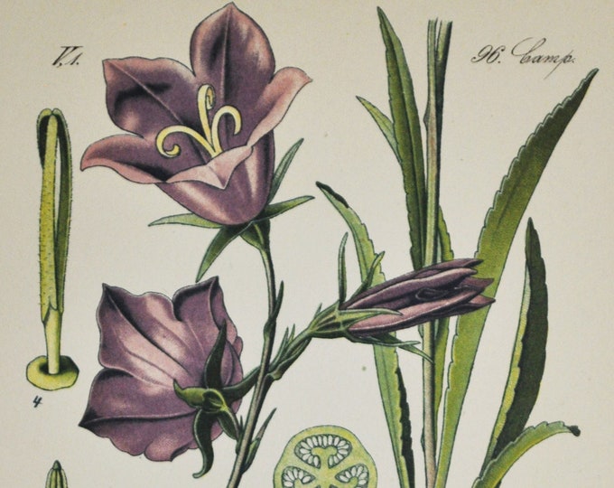 Peach-Leaved Bellflower Print - Original Antique Botanical Print 1880s - Campanula persicifolia (plant flower seed Campanulaceae purple)