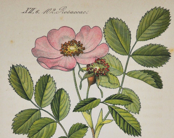 Rosa Reversa Rose Print - Original Antique Botanical Print 1880s - Rosa Reversa (plant flower seed garden Rosaceae pink mountain wild asia)