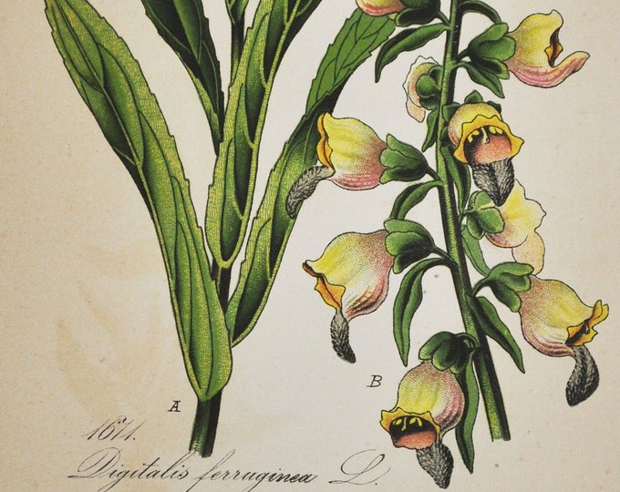 Rusty Foxglove Print - Original Antique Botanical Print 1880s - Digitalis ferruginea (plant flower seed garden europe Plantaginaceae yellow)
