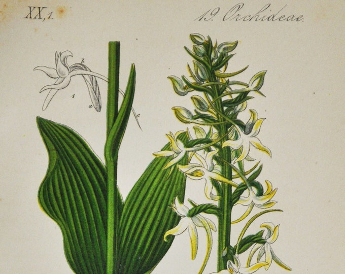 Lesser Butterfly-Orchid Print - Original Antique Botanical 1880s - Platanthera bifolia (plant flower seed garden Orchidaceae white yellow)