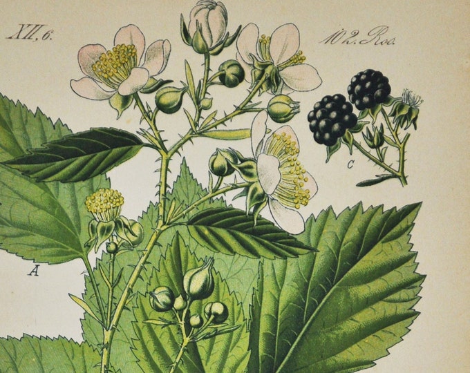 Blackberry Print - Original Antique Botanical Print 1880s - Rubus corylifolia (plant flower seed european black berry fruit food bramble)