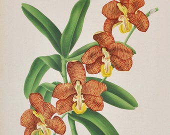 Arachnanthe cathcartii - Original Large Antique Orchid Print 1880s - orchidaceae, botanical, botany, flower, plant, linden,orchidee, lindley