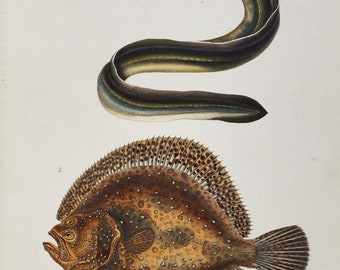European Eel / Turbot - Hand-colored Original Antique Fish Print - Orbigny engraving from 1849 (Anguilla europea Passer maximus Scophthalmus