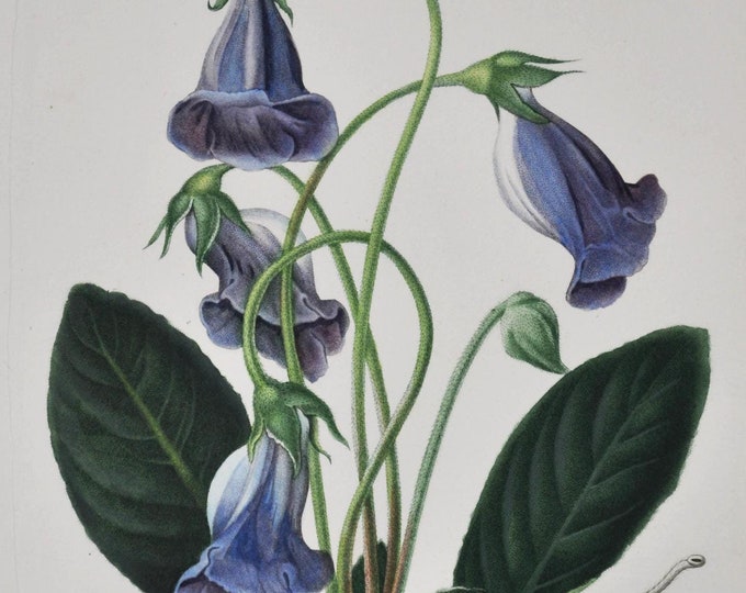 Gloxinia - Hand-colored Original Antique Botanical Print - Orbigny engraving from 1849 (caulescens sinningia speciosa plant flower blue seed