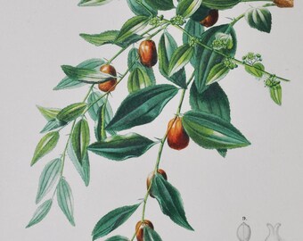 Jujube - Hand-colored Original Antique Botanical Print - Orbigny engraving from 1849 (zizyphus vulgaris red date chinese apple flower tree)