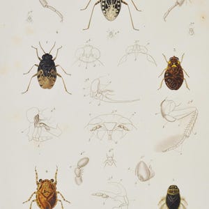 May include: An antique entomology print featuring detailed illustrations of various insects. The print includes labeled diagrams and sketches of insect anatomy, with a focus on different species and their characteristics. The print is in shades of beige, brown, and black.