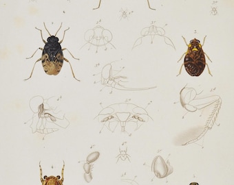 Marmorated Leptopodid / Shore Bug / Dock Bug / Toad Bug / Waterbug - Hand-colored Original Antique Insect Print - Cuvier engraving 1840s