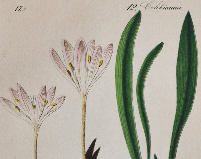 Alpine Meadow Saffron Print - Original Antique Botanical Print 1880s - Colchicum alpinum (plant flower seed Autumn Crocus pink europe bulb)