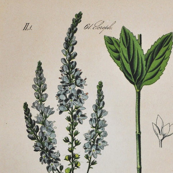 Bastard Speedwell Print - Original Antique Botanical Print 1880s - Veronica spuria (plant flower seed garden perennial blue europe meadow)