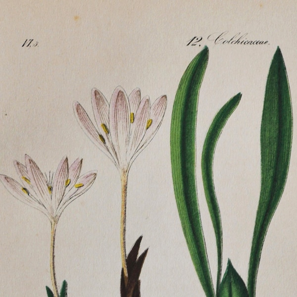 Alpine Meadow Saffron Print - Original Antique Botanical Print 1880s - Colchicum alpinum (plant flower seed Autumn Crocus pink europe bulb)