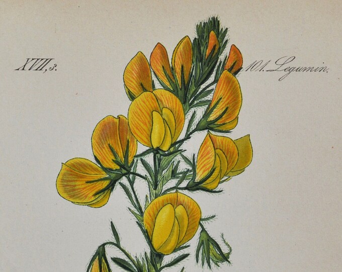 Yellow Restharrow Print - Original Antique Botanical Print 1880s - Ononis natrix (plant flower seed shrubby rest-harrow fabaceae perennial)