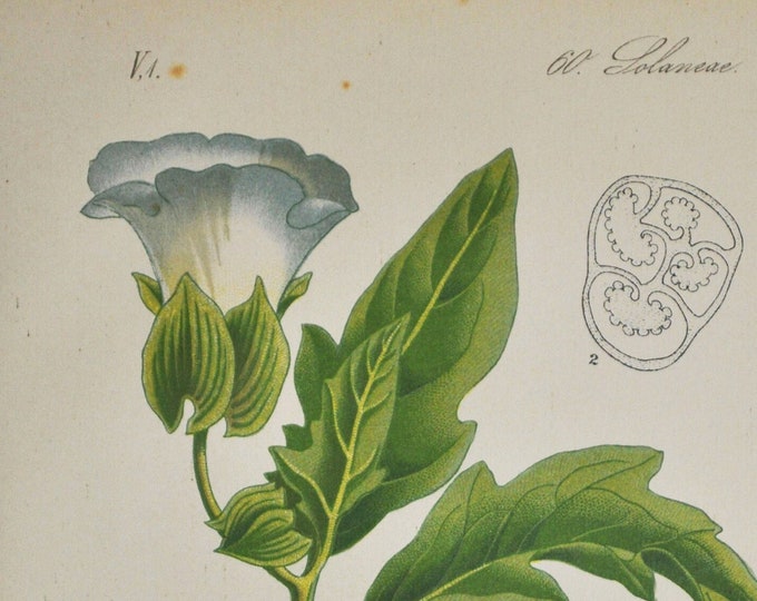 Apple-of-Peru Print - Original Antique Botanical Print 1880s - Nicandra physalodes (plant flower seed garden shoo-fly Solanaceae blue)