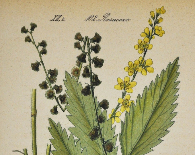 Creeping Grovebur Print - Original Antique Botanical Print 1880s - Agrimonia odorata (plant flower seed garden Rosaceae yellow europe asia)