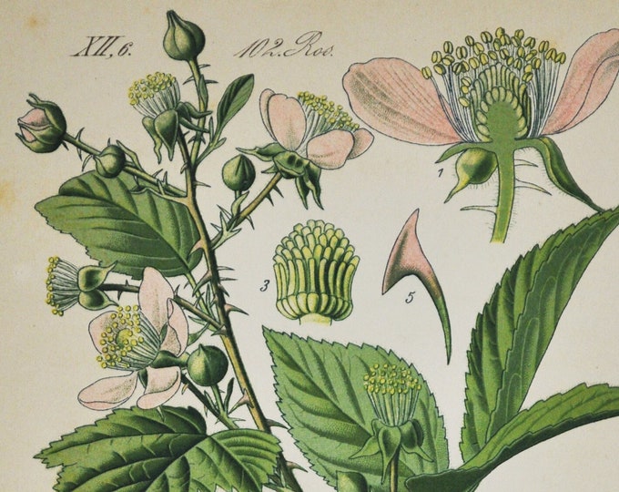 Bramble Print - Original Antique Botanical Print 1880s - Rubus dumetorum (plant flower seed european black berry fruit food europe rose)