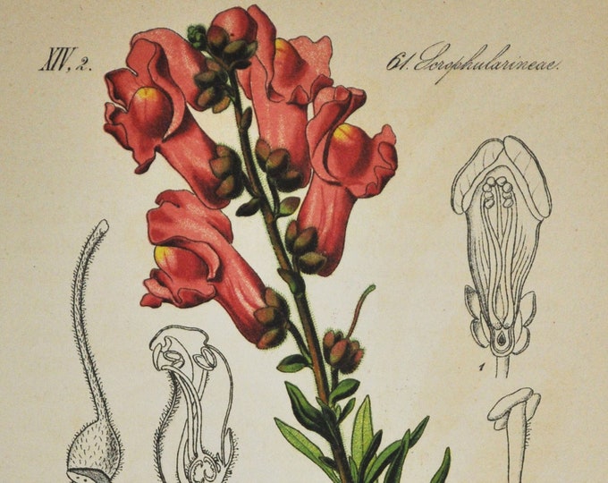 Snapdragon Print - Original Antique Botanical Print 1880s - Antirrhinum majus (plant flower seed garden europe red pink Plantaginaceae)