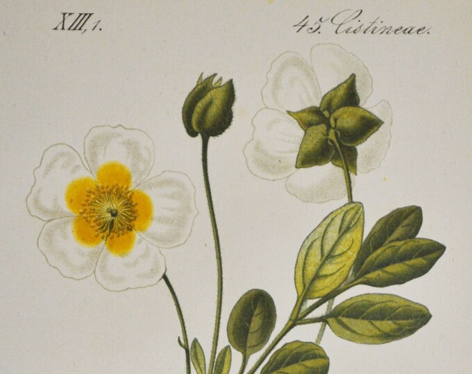 Sage-Leaved Rock-Rose Print - Original Antique Botanical Print 1880s - Cistus salviifolius (plant flower seed garden Gallipoli rose salva)