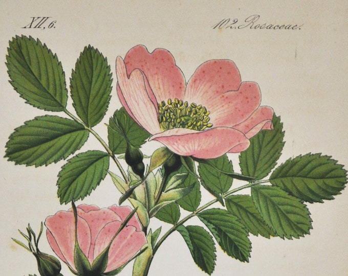 Alpine Rose Print - Original Antique Botanical Print 1880s - Rosa alpina (plant flower seed garden Rosaceae pink pendulina mountain wild)