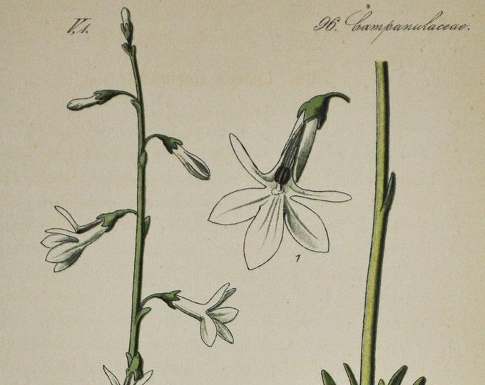 Water Lobelia Print - Original Antique Botanical Print 1880s - Lobelia dortmanna (plant flower seed garden Dortmann's cardinalflower white)
