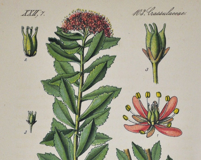 Rose Root Print - Original Antique Botanical Print 1880s - Rhodiola rosea (plant flower seed garden golden roseroot Aaron's arctic europe)
