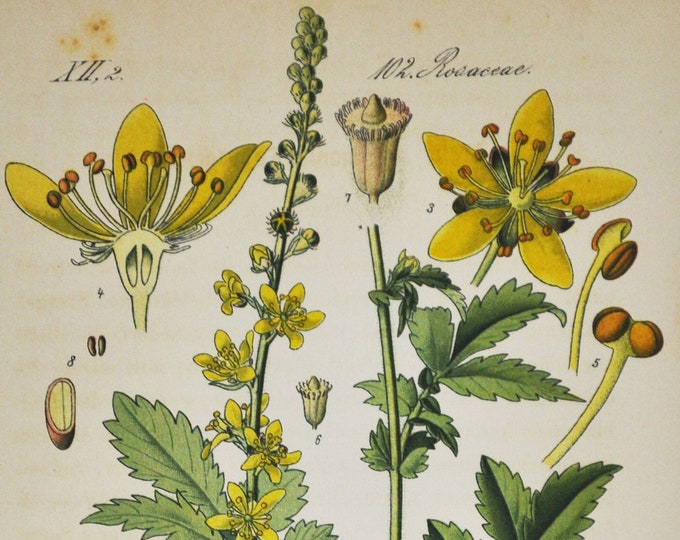 Common Agrimony Print - Original Antique Botanical Print 1880s - Agrimonia eupatoria (plant flower seed garden Rosaceae yellow europe asia)