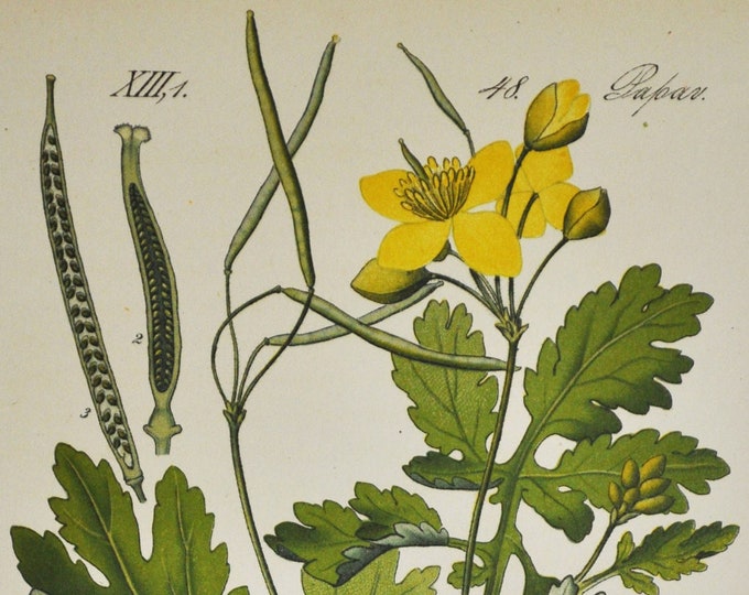 Greater Celandine Print - Original Antique Botanical Print 1880s - Chelidonium majus (plant flower seed garden europe poppy Papaveraceae)