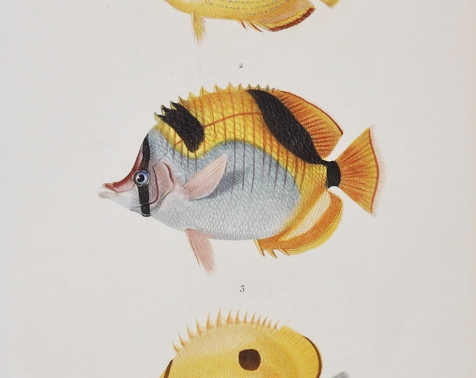 Speckled Butterflyfish / Blackwedged Butterflyfish / Teardrop butterflyfish - Hand-colored Original Antique Print - Cuvier engraving 1840s